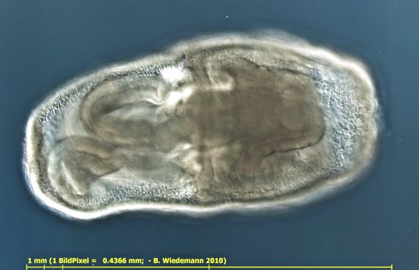 Plumatella-Schw&auml;rmer