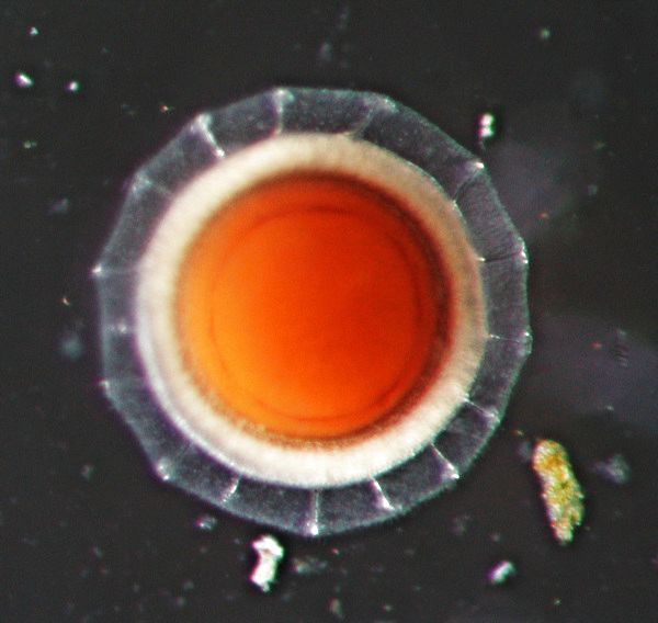 Flottoblast des Moostierchens Cristatella mucedo