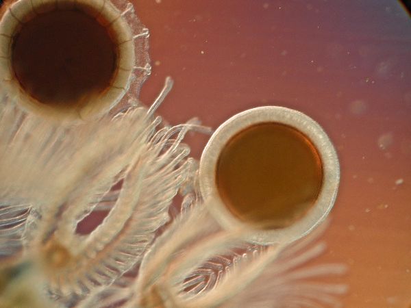 Moostierchen Cristatella mucedo