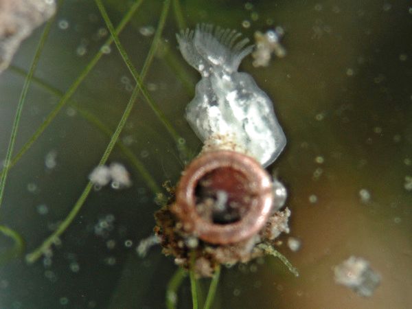 Keimender Flottoblast