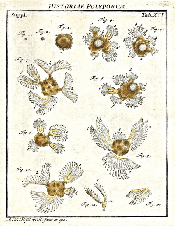 Kleiner Federbuschpolyp