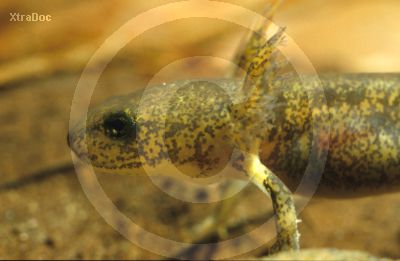 Larve eines Feuersalamander