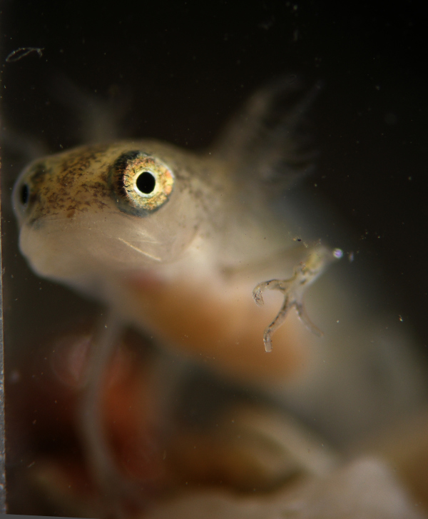 Larve eines Molches (Triturus)