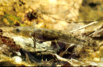 Larve eines Feuersalamanders