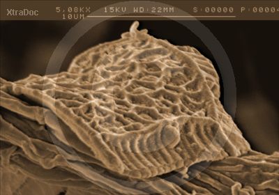 Elektronenmikroskopisches Bild eines Fragments aus dem Dinoflagellaten-Panzer