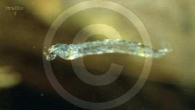 Larve einer B�schelm�cke