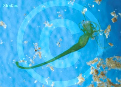 S��wasser-Hydra, die gerade einen Wasserfloh verspeist