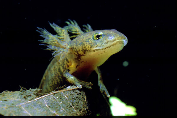 Larve eines Molches (Triturus)
