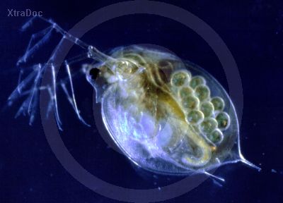 Wasserfloh, auch Blattfu�krebs genannt