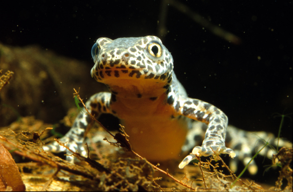 Triturus Alpestris, erwachsenes Tier