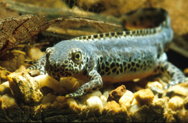 Triturus Alpestris, erwachsenes Tier