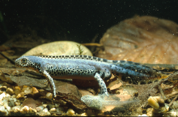 Triturus Alpestris, erwachsenes Tier