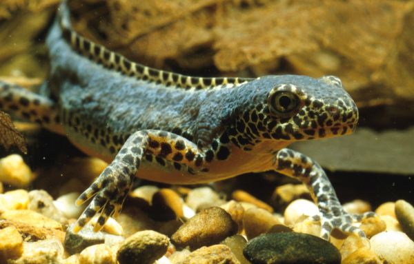 Triturus Alpestris, erwachsenes Tier
