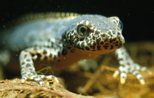 Triturus Alpestris, erwachsenes Tier