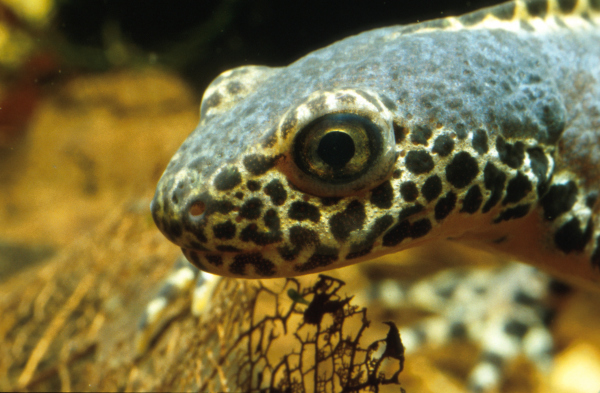 Triturus Alpestris, erwachsenes Tier
