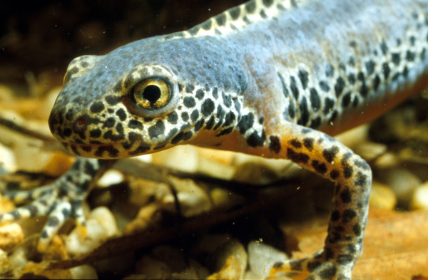 Triturus Alpestris, erwachsenes Tier