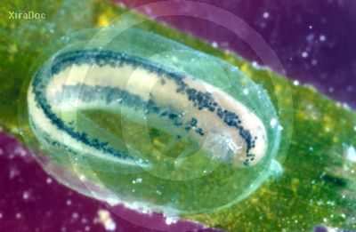 Larve eines Molches (Triturus)