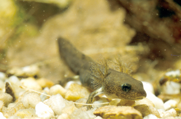 Larve eines Molches (Triturus)