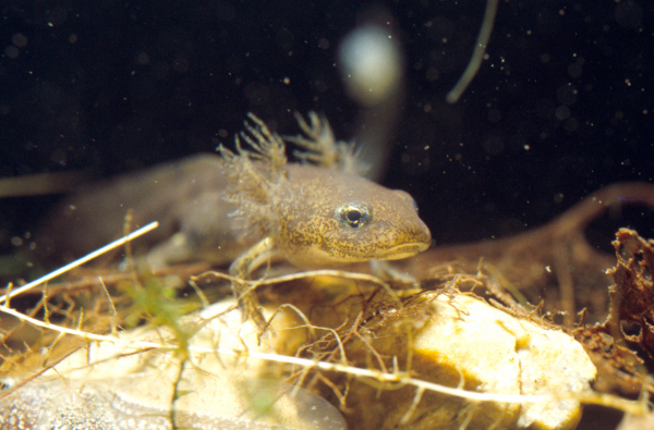 Larve eines Molches (Triturus)