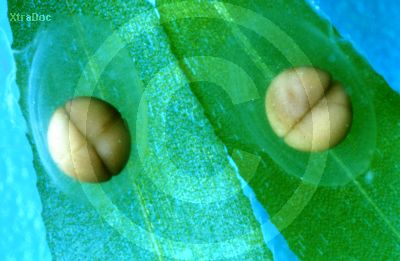 Eier eines Triturus Helveticus nach der ersten Teilung der Eizelle