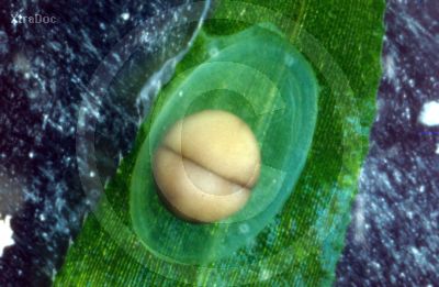 Eier eines Triturus Helveticus nach der ersten Teilung der Eizelle