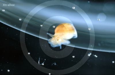 Eine winzige junge Wasserschnecke in der Eih�lle