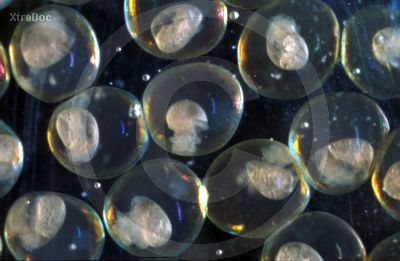 Eier einer Wasserschnecke
