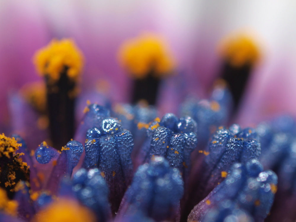 Lupenaufnahme einer Bornholm-Margerite