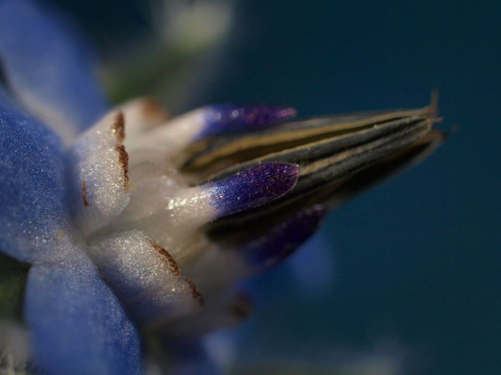 Lupenaufnahme einer Borretsch-Blüte