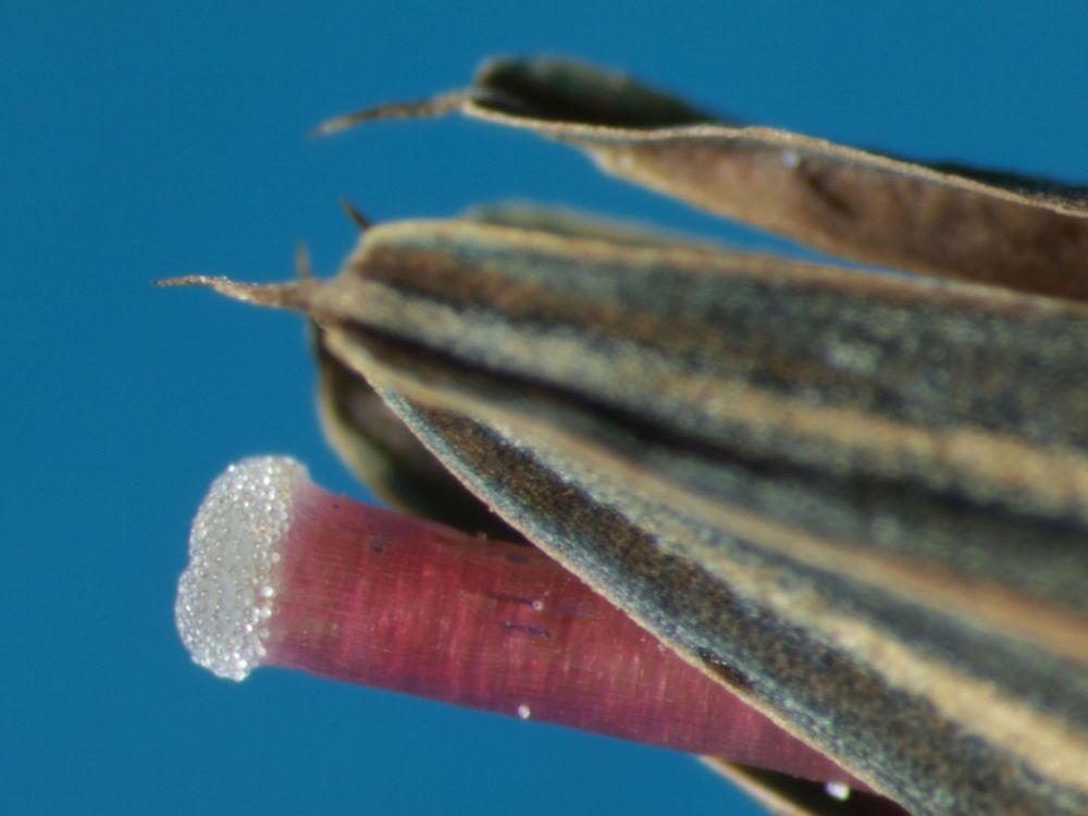 Lupenaufnahme einer Borretsch-Blüte