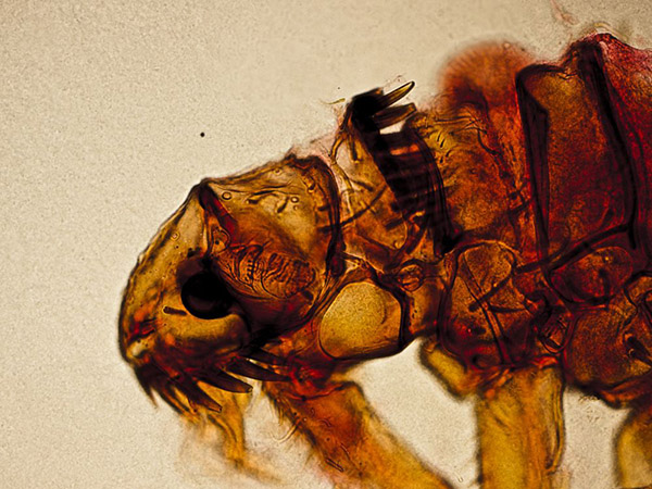 Bild Von Floh: Unlocking the Power of Creative Expression