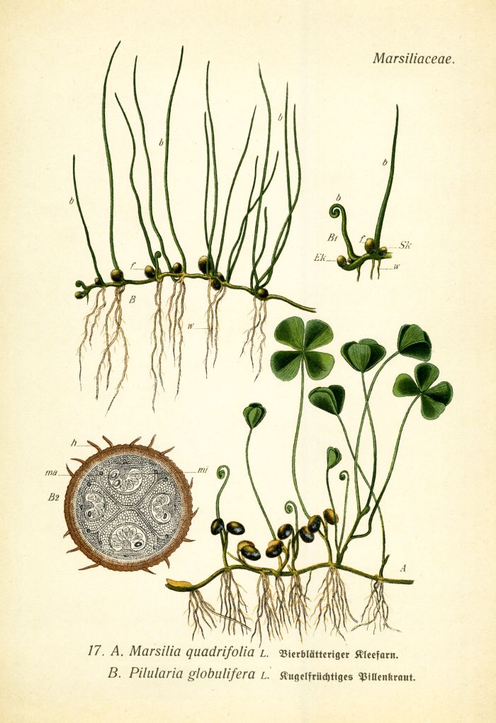 Kleefarn, Pillenkraut