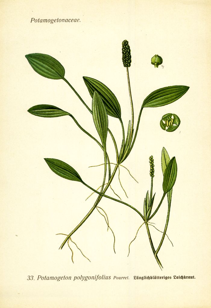 L&auml;nglichbl&auml;ttriges Laichkraut