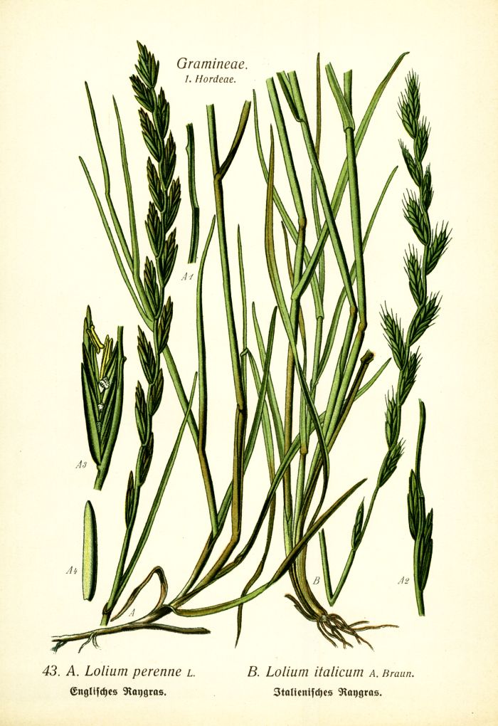 Raygras