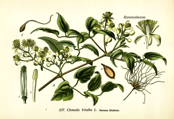 Waldrebe