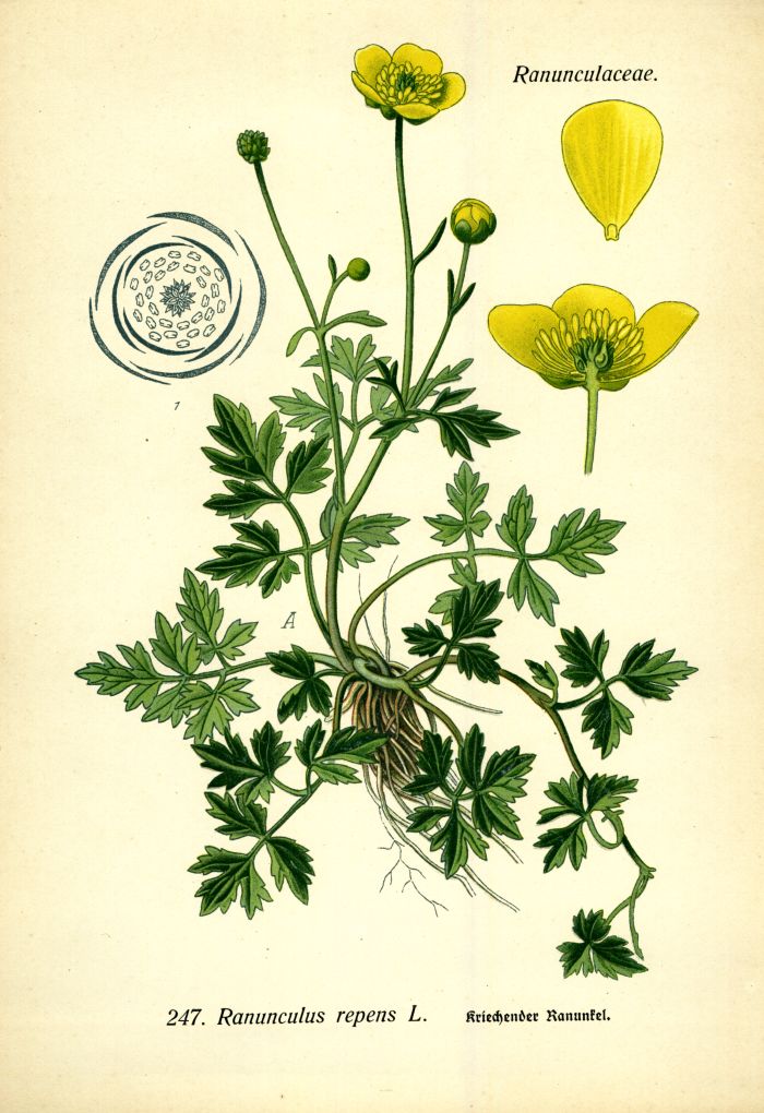 Ranunkel