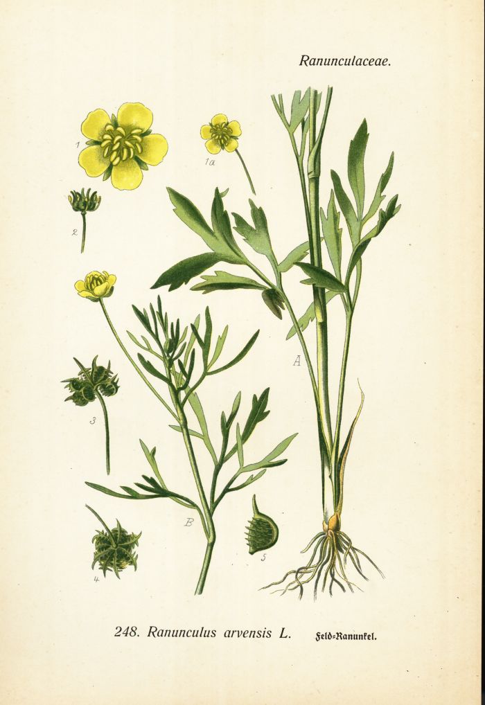 Ranunkel
