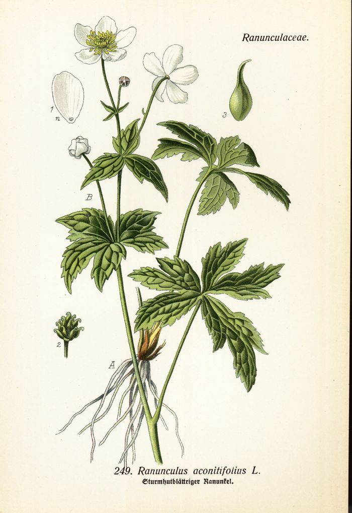 Ranunkel