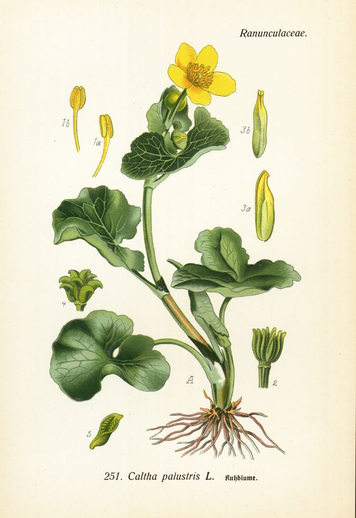 Sumpfdotterblume
