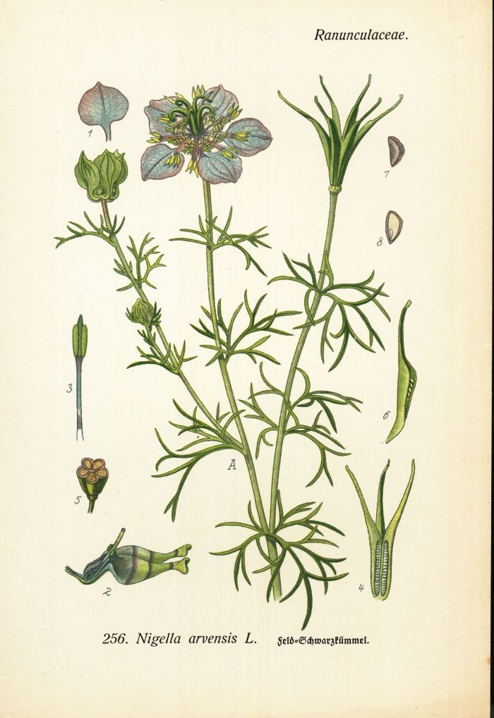 Schwarzk&uuml;mmel