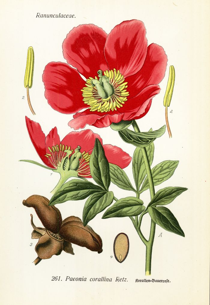Koralle-Bauerrose
