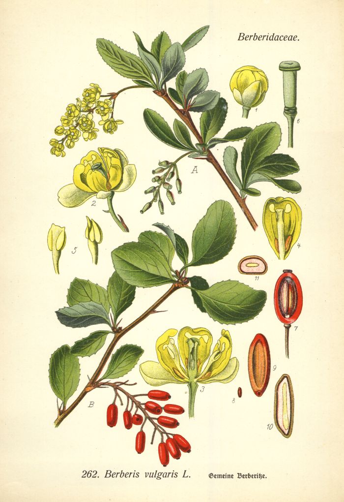 Berberitze