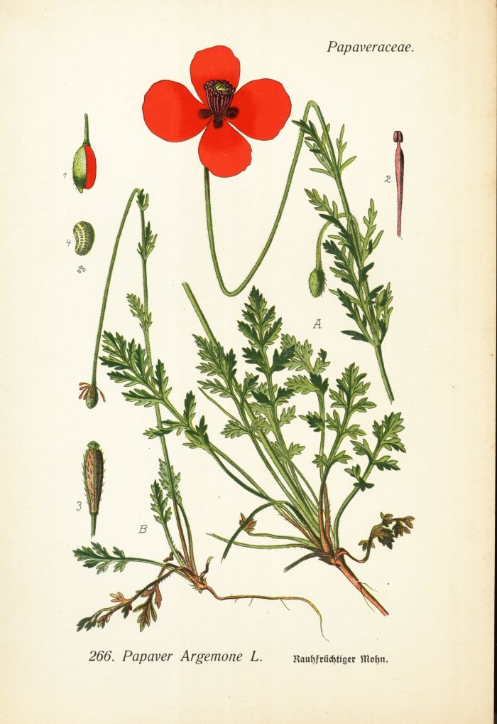 Mohn