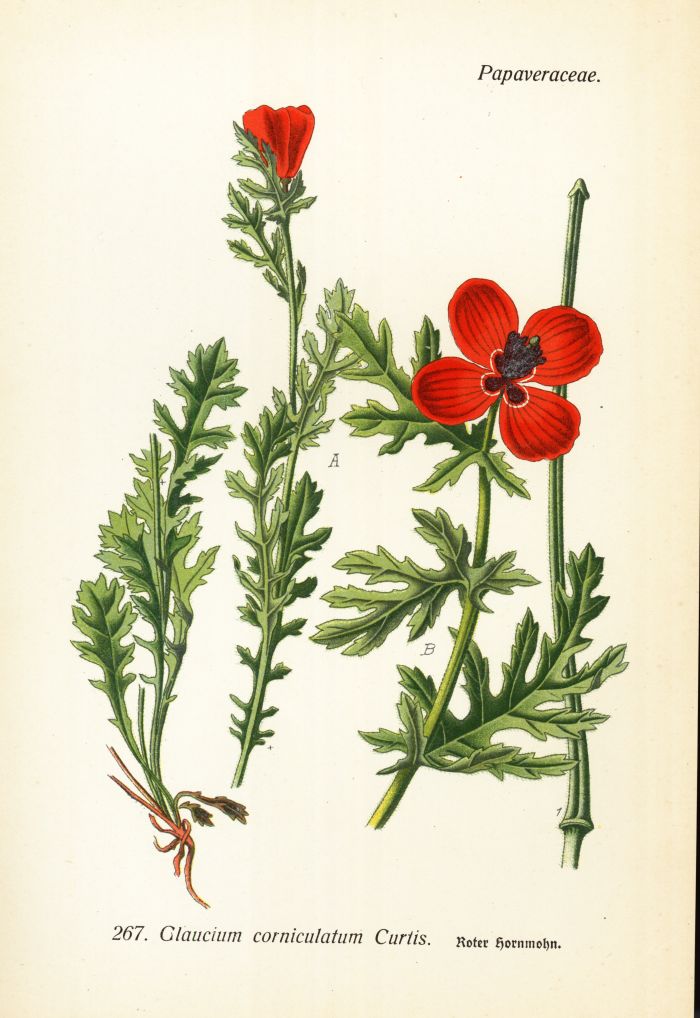 Hornmohn