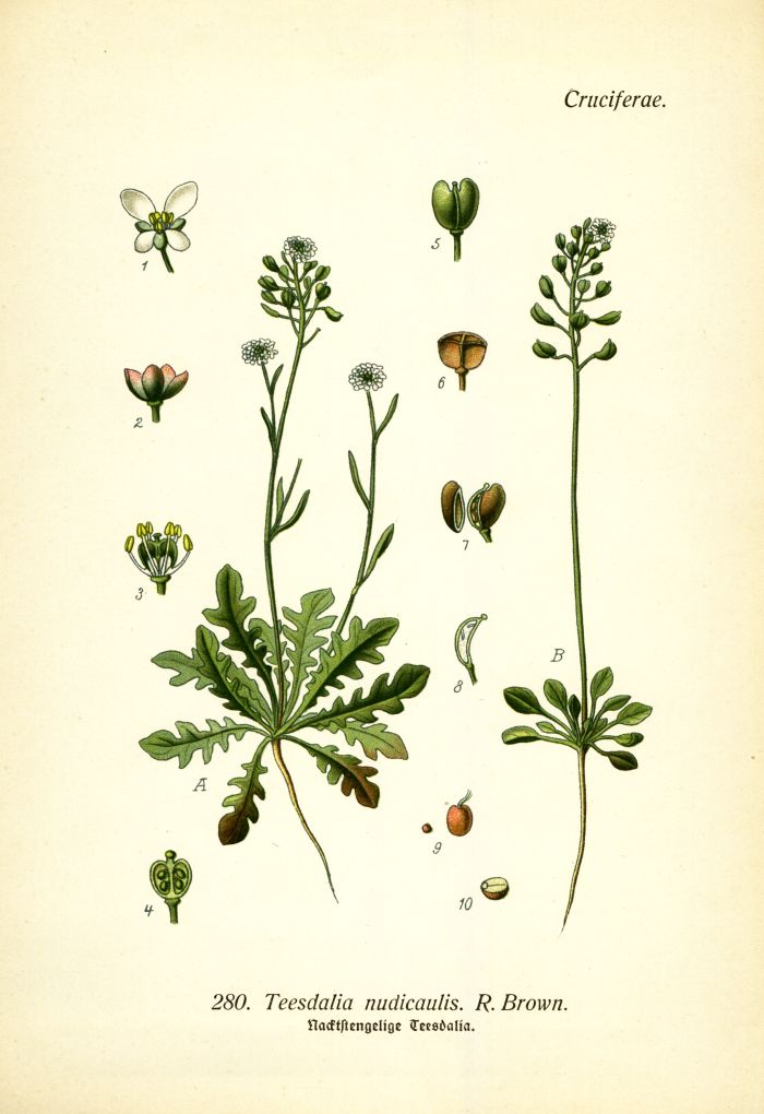 Teesdalia