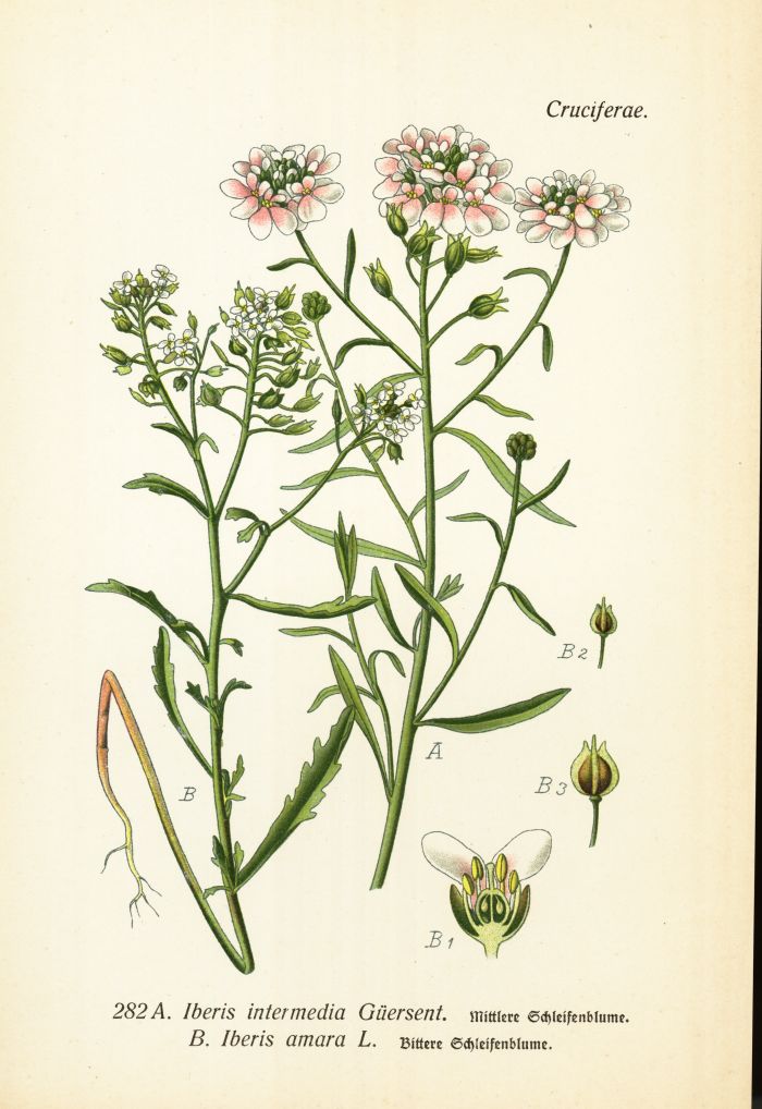 Schleifenblume