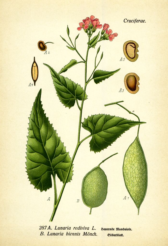 Mondviole