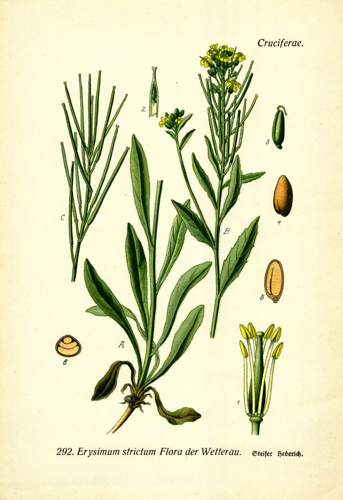 Steifer Hederich