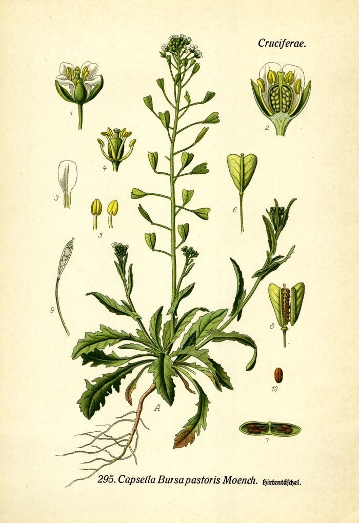 Hirtentäschel