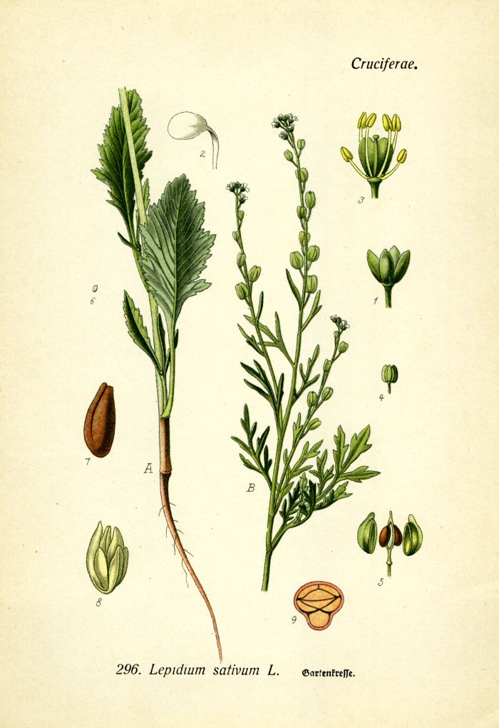 Gartenkresse